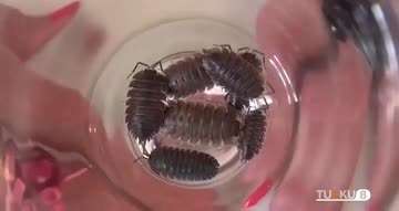 蟑螂进去女人的阴太刺激了封面图